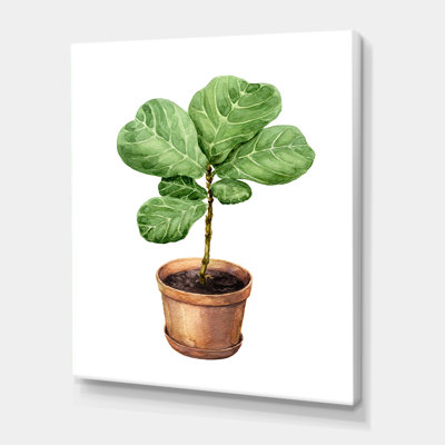 Ficus Lyre In Clay Flowerpot - Painting on Canvas