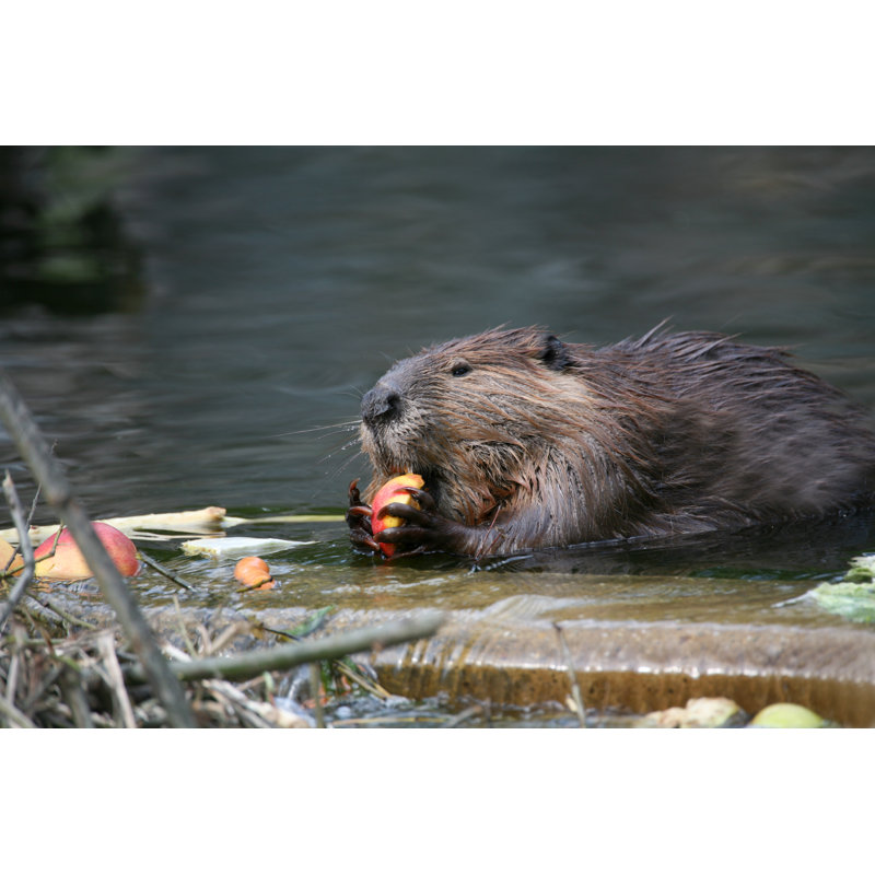 Canadian Beaver by Mb-fotos - Wrapped Canvas Print, 51cm H x 76cm W