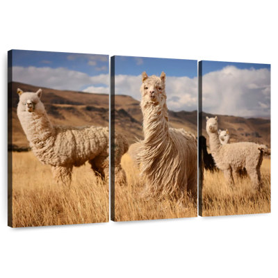 Andes Alpacas