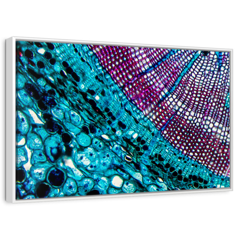 Pine Stem Under Microscope, Floating Frame White, 46" X 31"