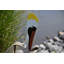 Art de jardin pelican