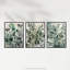 Botanical Plants Sage Green Eucalyptus Leaves - 3 Piece No Frame Print Set-781129084
