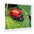 White Single Picture Framed