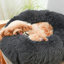 Almaguer Calming Round Donut Plush Dog Cuddler Bed-695135613-695170518