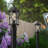 Seeded Lantern Head