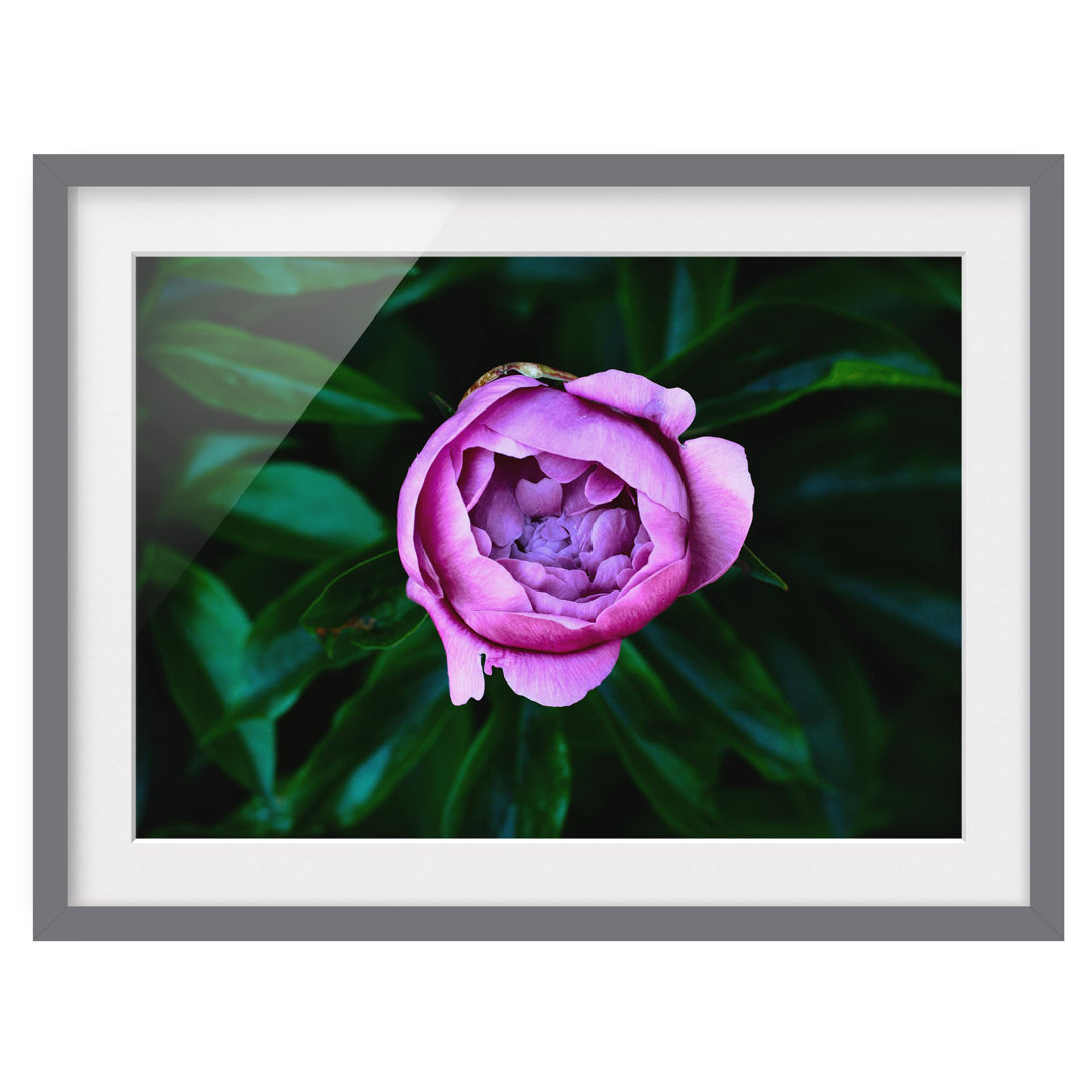 Gerahmter Grafikdruck Purple Peony Blossom vor den Blättern