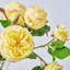 Real Touch Yellow Floribunda Rose Bloom & Bud Spring Water Illusion Arrangement in Layered Vase