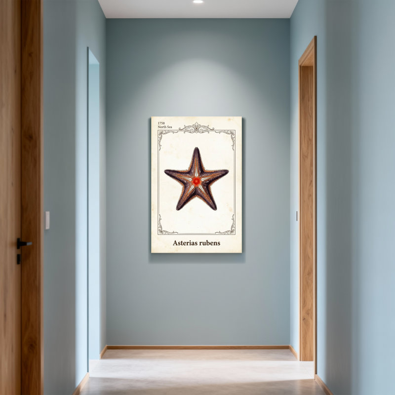 Reproduction d'étoile de mer avec cadre vintage, H 18 po x l 12 po
