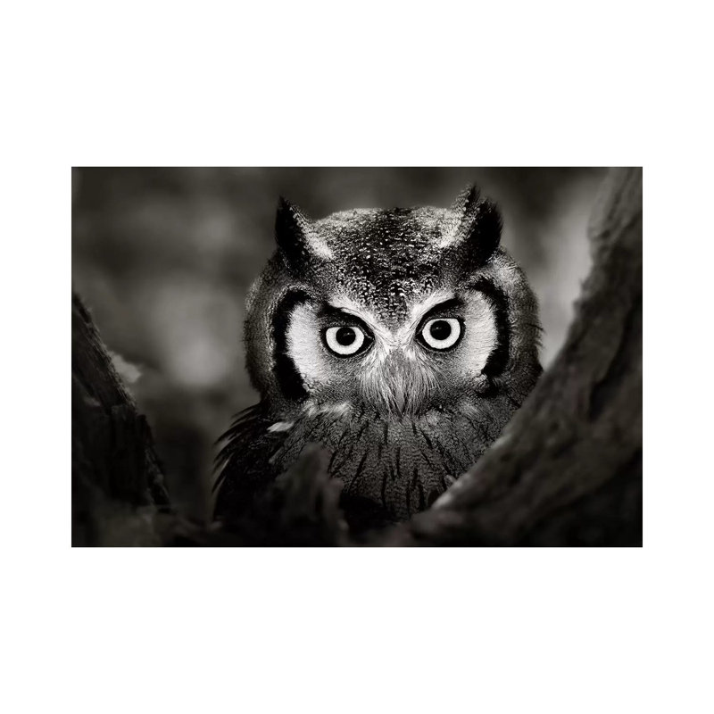 White-Faced Owl by Johan Swanepoel - Print on Canvas, 66.04 cm H x 45.72 cm W x 1.91 cm D, Wrapped Canvas