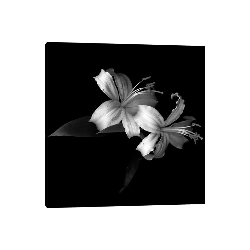 Lily V, B&W by Magda Indigo - Wrapped Canvas Gallery-Wrapped Canvas Giclée, 93.98 cm H x 93.98 cm W