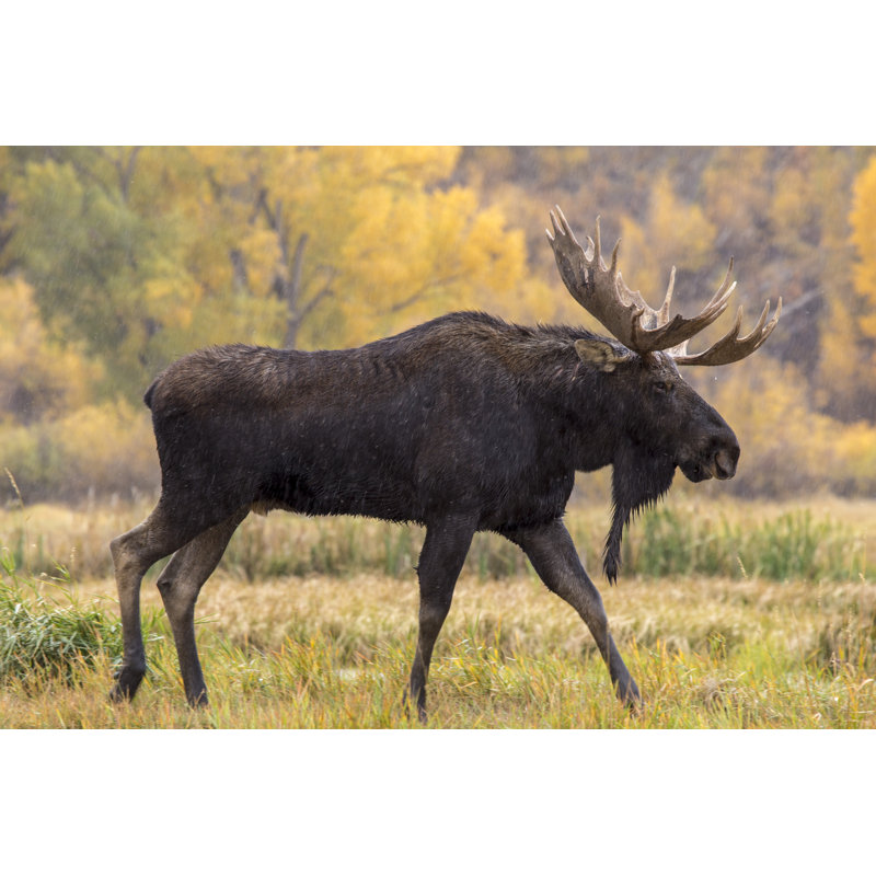 Bull Moose by Daniel Gaura - Wrapped Canvas Print, 50.8cm H x 76.2cm W