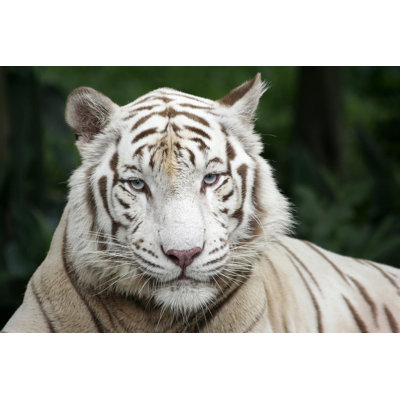 White Tigers Portrait by Kokleong