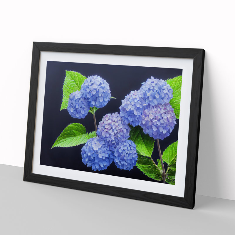 Awe Inspiring Hydrangea Flowers - Single Picture Frame Print, Black Framed, 25cm H x 34cm W x 2cm D