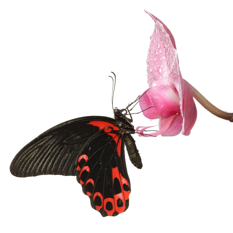 Butterfly on White by Proxyminder, 12" H x 12" W