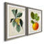 Feuillage antique et fruit VI - ensemble de 2 reproductions d'art sur papier encadré-1457858240-1457858247