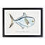 Illustration of a Rays Bream Fish by F.E. Clarke - Picture Frame Graphic Art Print-55579719-55579718