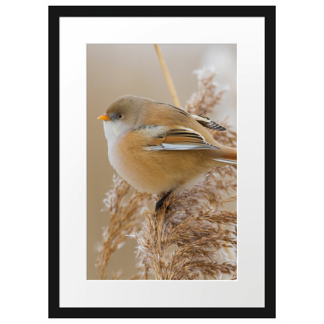 Gerahmtes Poster Kleiner Vogel auf Weizen