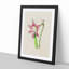 Pink Amaryllis Flower Illustration - Framed Print-55616539-55616540