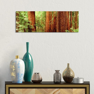 Redwoods Muir Woods CA USA - Wrapped Canvas Panoramic Print