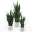 Plante de serpent artificielle Sansevieria en pot-264870797