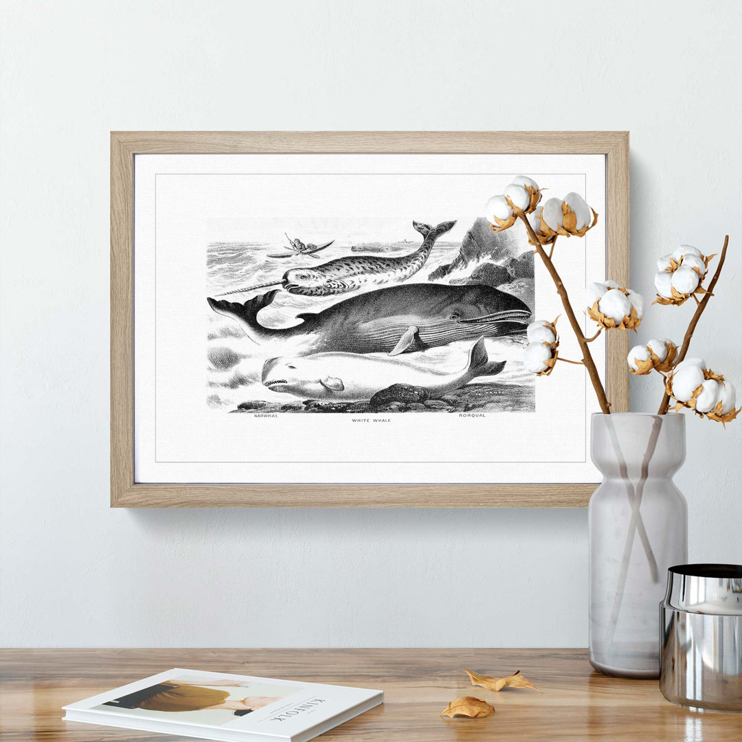 Assortment of Whales by John Karst - Framed Print
