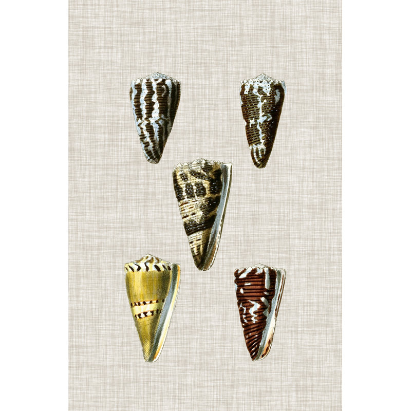 Antique Shells On Linen VIII by Vision Studio - Painting on Canvas, 30 cm H x 20 cm W, Black Floater Framed