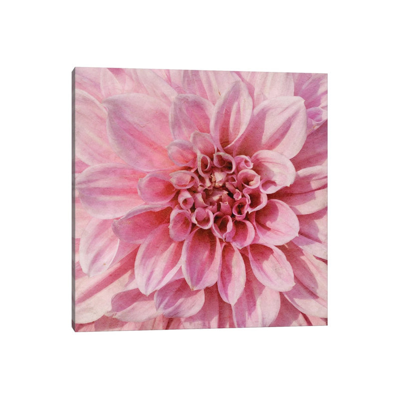 Wall Flower VII by Alonzo Saunders - Wrapped Canvas Print, 66.04 cm H x 66.04 cm W x 3.175 cm D