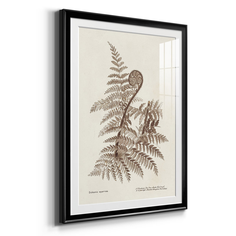 Sépia fougères variété I, reproduction encadrée de qualité supérieure - prête à être accrochée, Cadre noir, Blanc