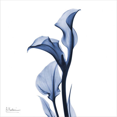 "Indigo Calla Lily" par Albert Koetsier, art mural sur toile