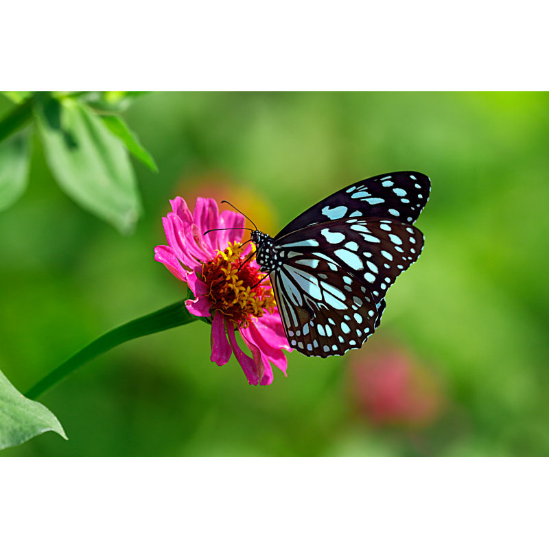 Deshaundra " Blue Tiger Butterfly ", 8" H x 12" W