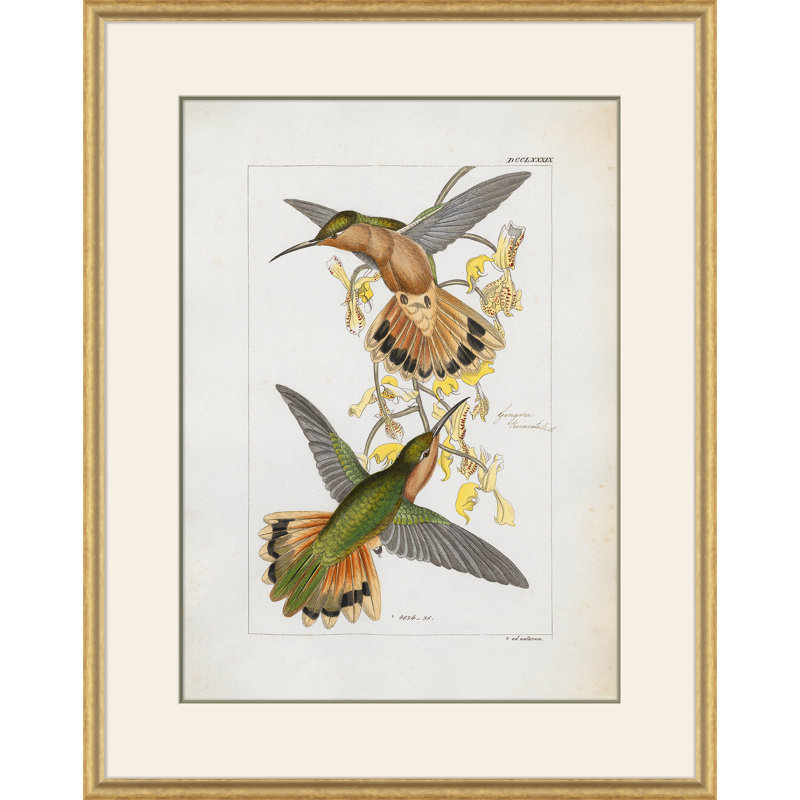 Hummingbirds Giclee Print by John Gould
