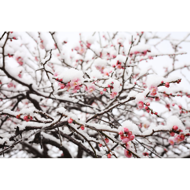 Japanese Plum Blossom by Antares71 - Wrapped Canvas Print, 81cm H x 122cm W