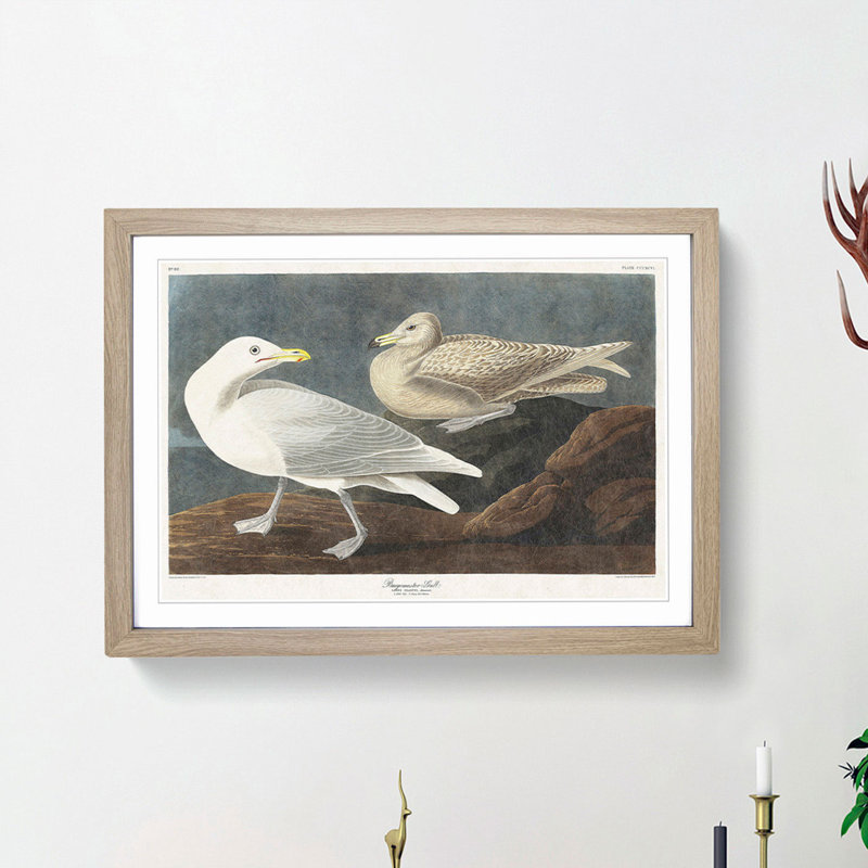 Burgomaster Gulls by John James Audubon - Picture Frame Art Print, 27cm H x 36cm W x 2cm D, Oak Framed
