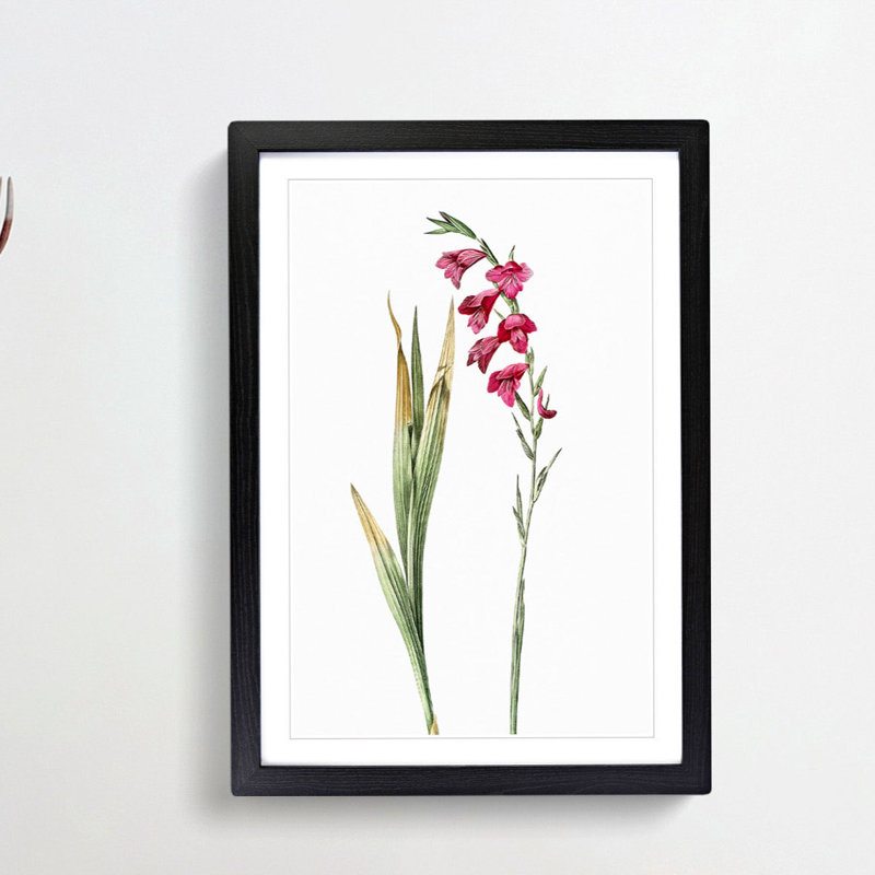 Pink Gladiolus Flowers by Pierre-Joseph Redoute - Picture Frame Painting Print, 65cm H x 48cm W x 2cm D, Black Framed