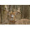 «White Tailed Deer» par Marcinplaza - Photographie sur toile tendue