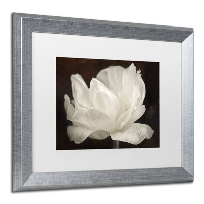 " White Tulip III " by Cora Niele Acrylic Print