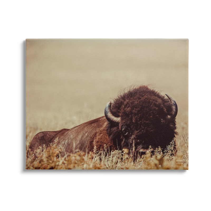 «Resting Bison On Canvas» par Nathan Larson, reproduction, H 24 po x l 30 po x P 1,5 po