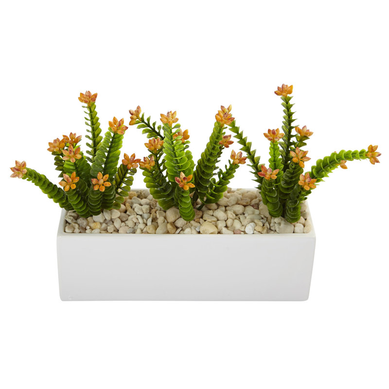 Arrangement floral sedum dans un pot de fleurs