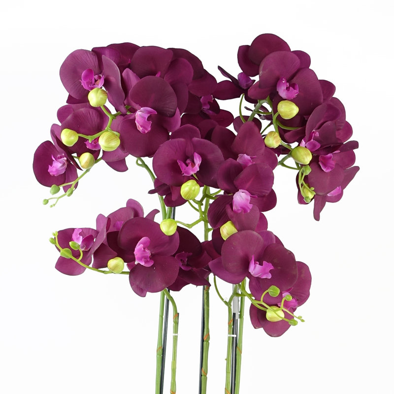 Anneus 80cm Plant