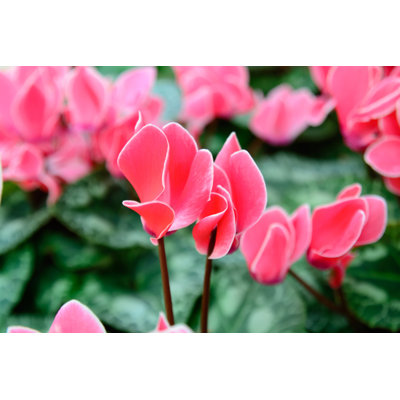 " Cyclamen In Flower " by Aummarin0369
