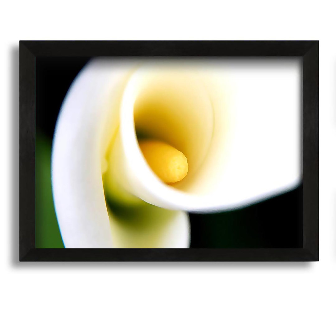 Gerahmtes Leinwandbild White Calla Lily