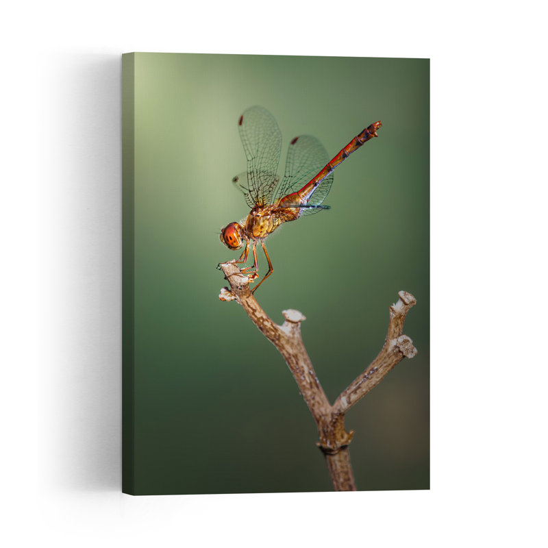 Vibrant Dragonfly Perch Contemporary Dragonfly Wall Art Print 1 Piece Wrapped Canvas Wall Art, 45.72cm H x 30.48cm W