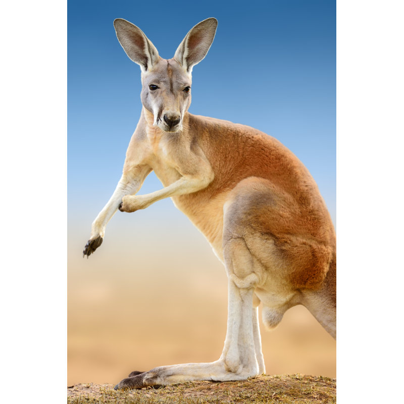Red Kangaroo by Freder - No Frame Print on Canvas, 91cm H x 61cm W