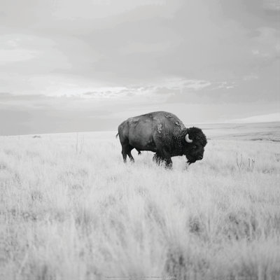 Buffalo In Field - Wrapped Canvas Print