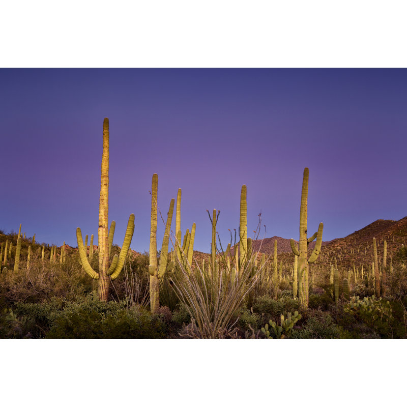 " Cacti View I " by David Drost, 24" H x 36" W x 1.25" D