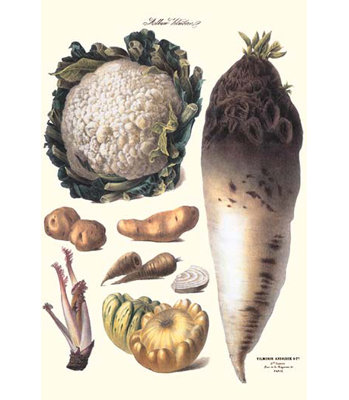 " Vegetables Califlower Gourds Potato Onion "