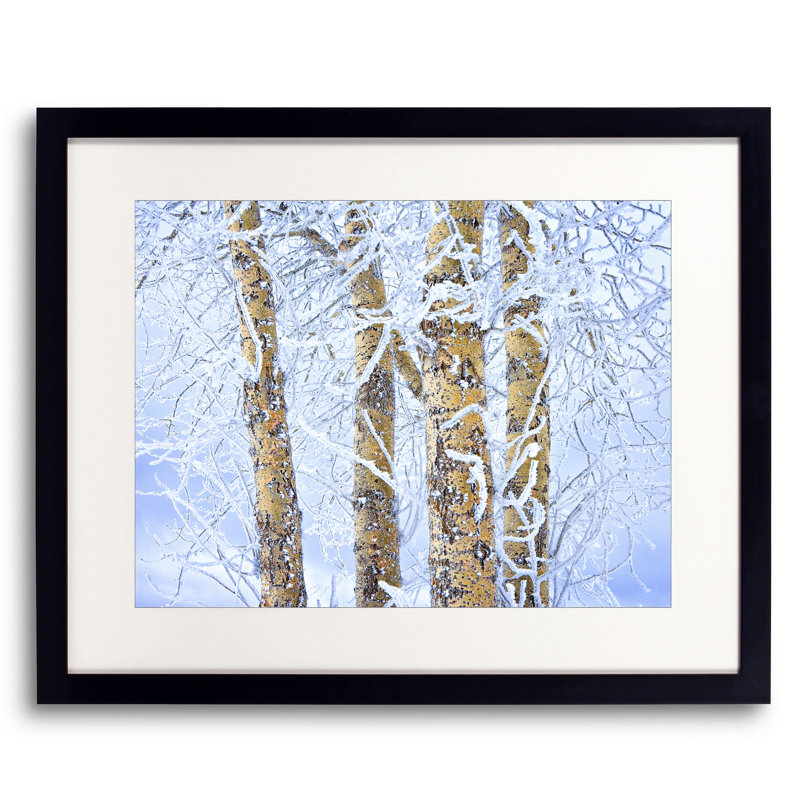 Ice Crusted Birch Trees Print by Bruce Heinemann, Black Framed Paper, 16" H x 20" W
