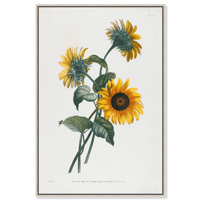 Art Remedy Botanical Prints Canvas, Sunflower, 25" H x 17" W, Silver Floater Framed