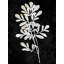 «Red Barrel Studio® Carson, Danielle», art sur toile tendu sous le titre: Nature blanc sur noir II