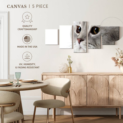 Chat gris moelleux